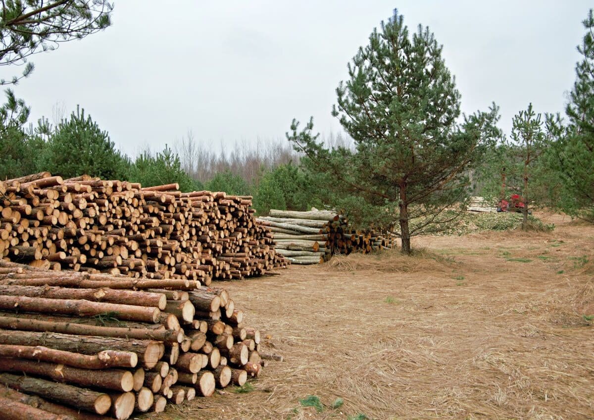 Construcción casas de-madera sosteniblecon madera certificada FSC y EUDR